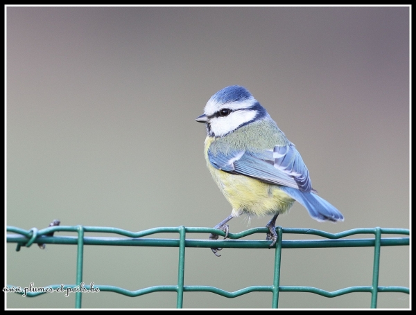 Mésange bleue